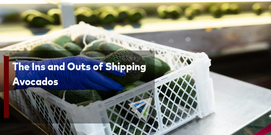 The Ins And Outs Of Shipping Avocados - Land, Sea, & Air Shipping 